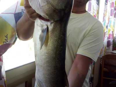 Un pesce serra
